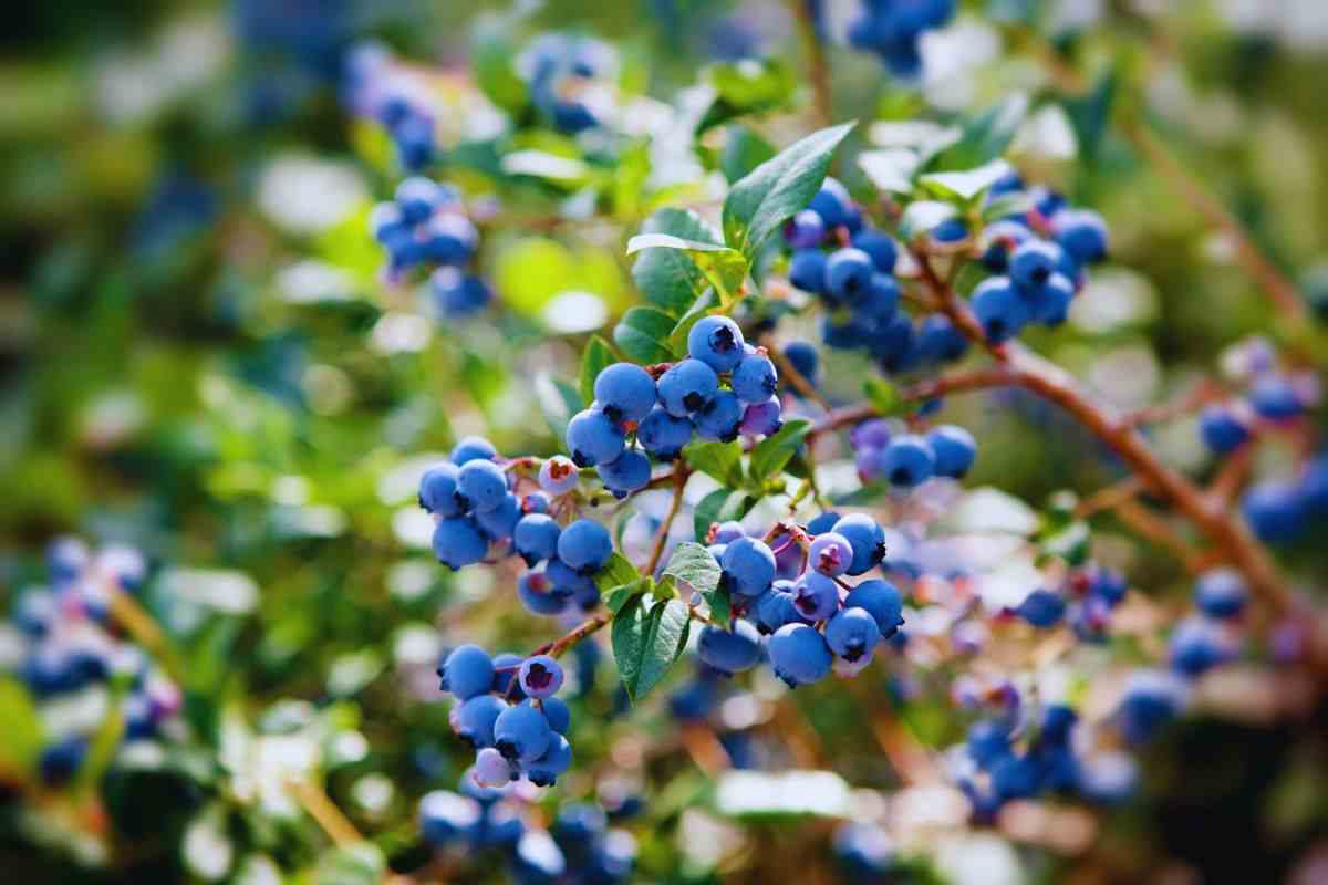 i mirtilli selvatici contro l'infarto