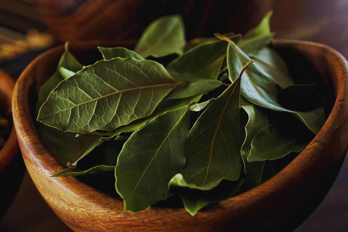 l'alloro per purificare la casa